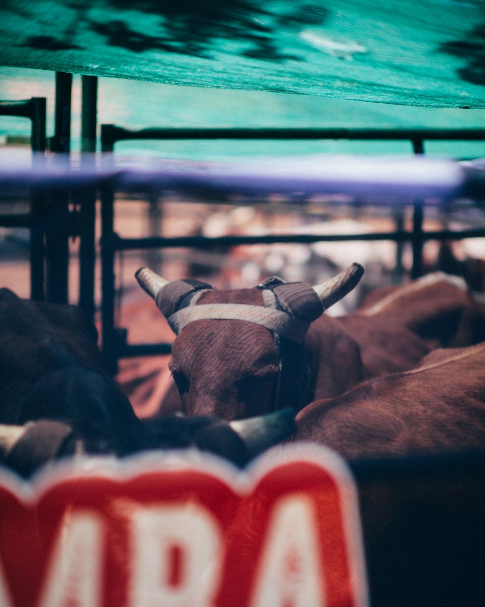 Tumbarumba Rodeo, New Year's Day 2024, frame 5